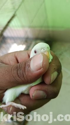 Albino red eye